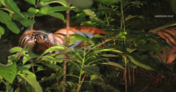 Tigress at Sitabani